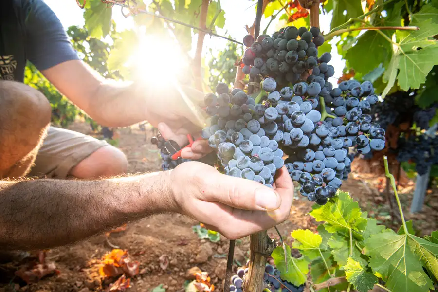 Harvest 2025: First grapes picked on August 20th, 2025!