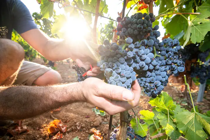 Harvest 2025: First grapes picked on August 20th, 2025!