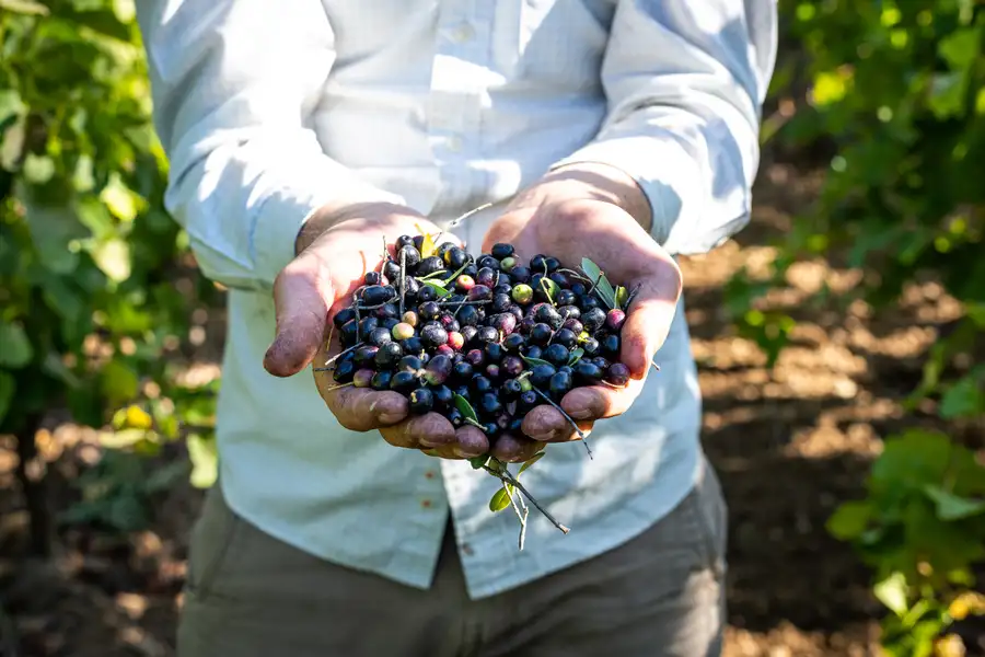 Huile d'olive Extra vierge - Rcolte 2025