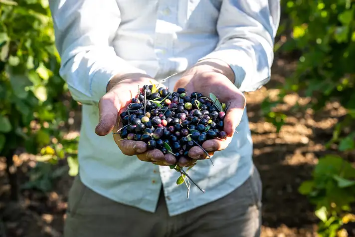 Huile d'olive Extra vierge - Rcolte 2025